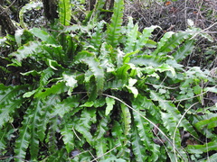 Asplenium scolopendrium scolopendrium