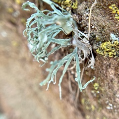 Ramalina
