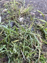 Poa annua