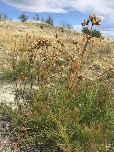 Filifolium