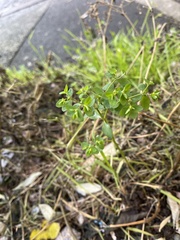 Euphorbia peplus