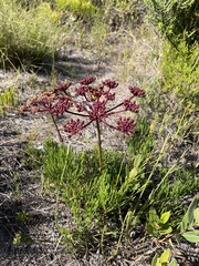 Nanobubon capillaceum