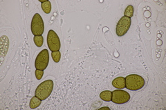 Splanchnonema ampullaceum