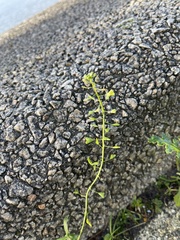 Capsella bursa-pastoris