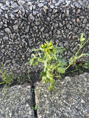 Senecio vulgaris