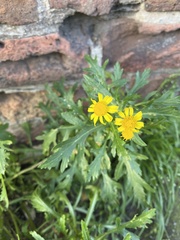 Senecio squalidus