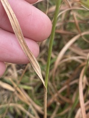 Rhynchospora ciliaris