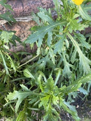 Senecio squalidus