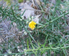 Ulex parviflorus