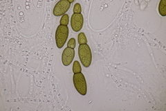 Splanchnonema ampullaceum