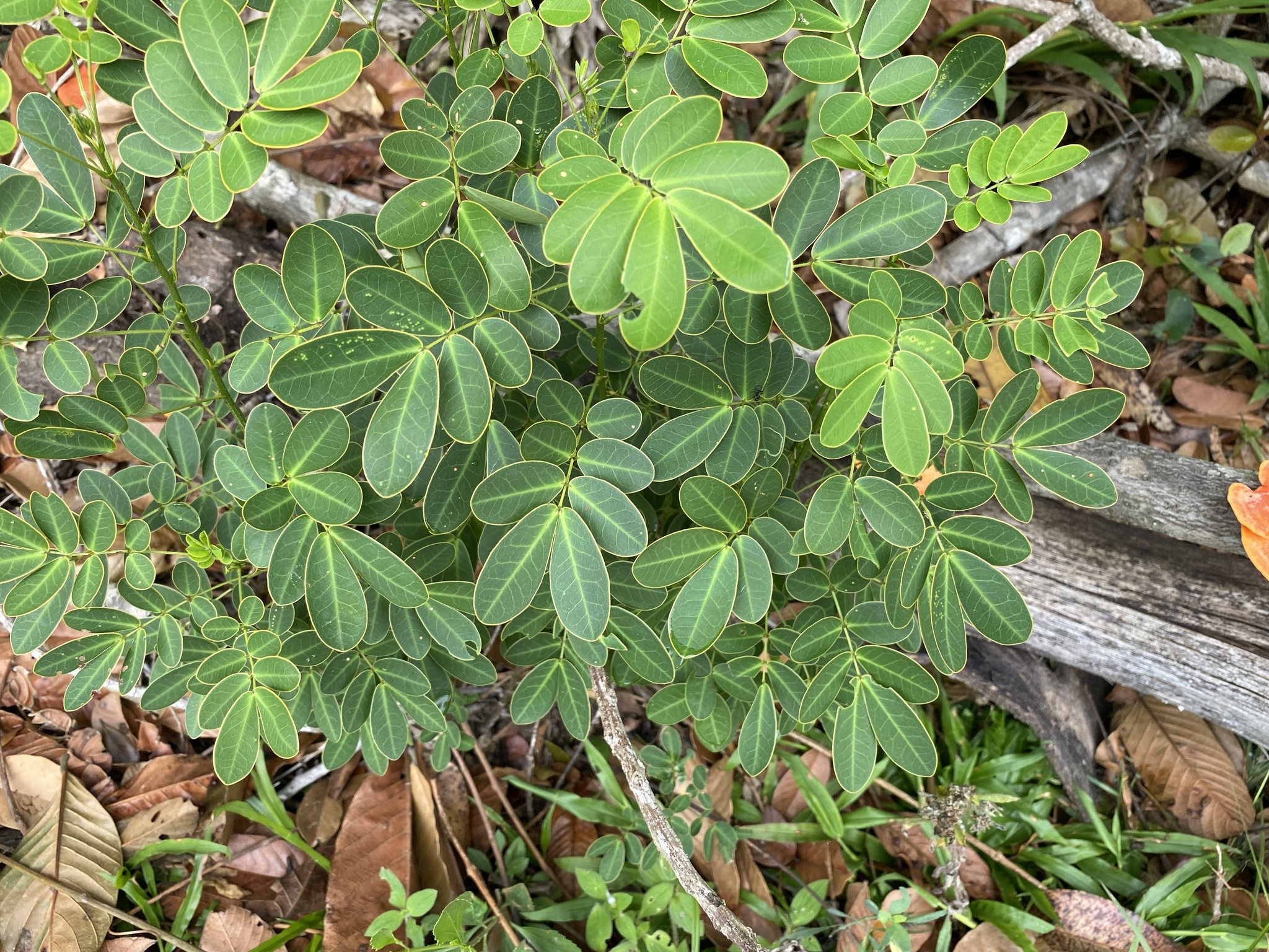 Senna pendula