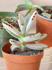 Kalanchoe tomentosa