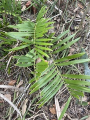 Zamia integrifolia