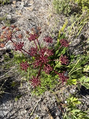 Nanobubon capillaceum
