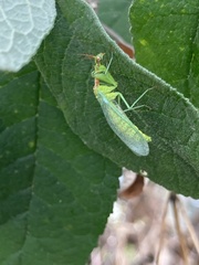 Zeugomantispa minuta