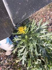 Senecio squalidus
