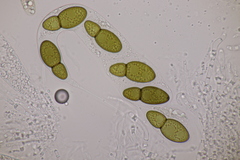 Splanchnonema ampullaceum