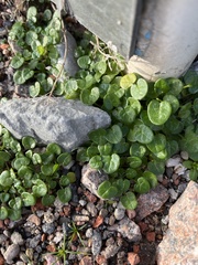 Angiospermae