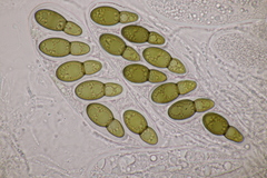 Splanchnonema ampullaceum