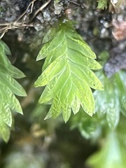 Fissidens bryoides