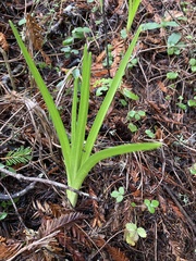 Toxicoscordion fremontii
