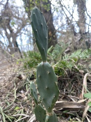 Opuntia stricta