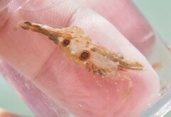 Leander tenuicornis