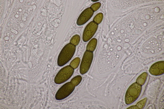 Splanchnonema ampullaceum