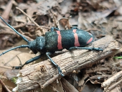 Ceroplesis orientalis