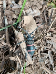 Ceroplesis orientalis