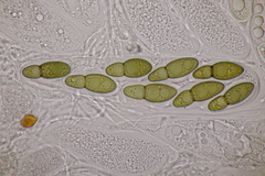 Splanchnonema ampullaceum