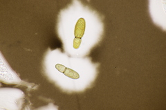 Splanchnonema ampullaceum