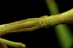 Cetratus