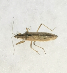 Nabis ferus