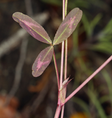Trifolium ciliolatum