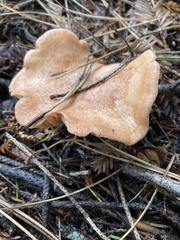 Lactarius xanthogalactus