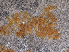 Candelariella aurella