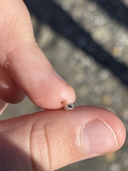 Graptacme eborea