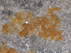 Candelariella aurella