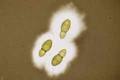 Splanchnonema ampullaceum