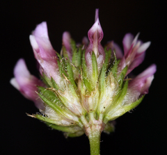Trifolium ciliolatum