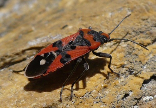 Lygaeus simulans