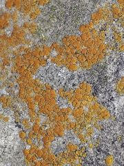 Candelariella aurella