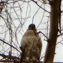 Accipiter cooperii