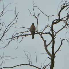 Accipiter cooperii