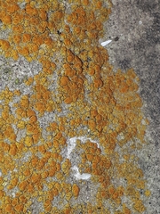 Candelariella aurella