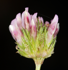 Trifolium ciliolatum