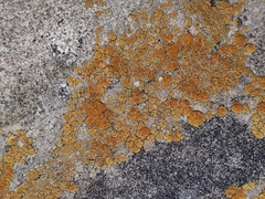 Candelariella aurella