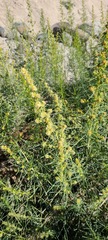 Atriplex littoralis
