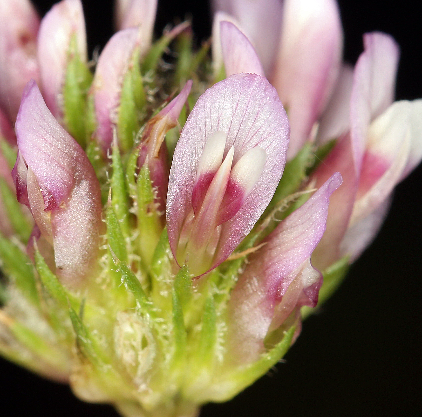 Trifolium ciliolatum
